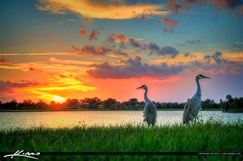  Cranes at Sunset Over Water:  Unrequited Love and Ephemeral Beauty Amidst a Vivid Landscape!