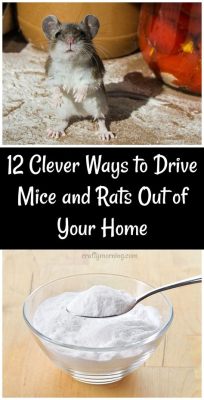 How to Get Rid of Mice in Your Car: And Why They Might Be Better Drivers Than You