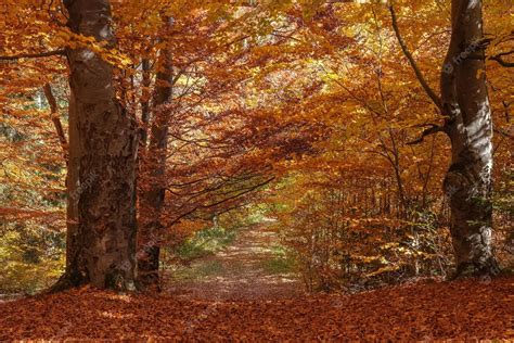  Le Cercle Doré ? Un Voyage Mystique à Travers les Couleurs Vibrantes!