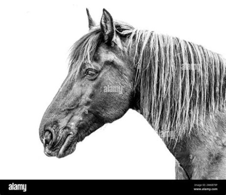  Le Cheval du 6e siècle : Un Portrait Équin Vibrant et Mystique en Terre Cuite!