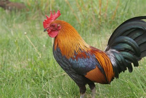 Le Coq de Bronze Doré ! Une Symbiose Sublime Entre Nature et Divinité