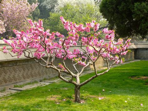 Le Jardin de la Délicatesse : Une Ode Vibrant à la Nature et aux Couleurs Exuberantes !