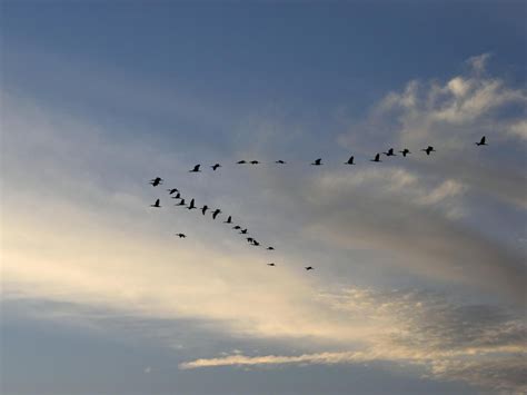   Le Vase aux Oiseaux Migrateurs: Une Symphonie de Terre cuite et de Rêve