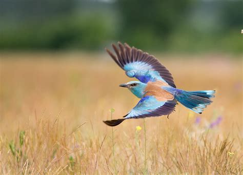  Le Vase aux Oiseaux Volants: Une Exploration des Formes Fluides et des Motifs Vivants